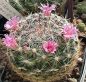Preview: Mammillaria jaliscana